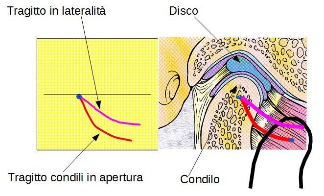brogi articolazione temporo mandibolare movimenti